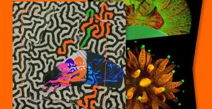 Album Review: Animal Collective – Tangerine Reef