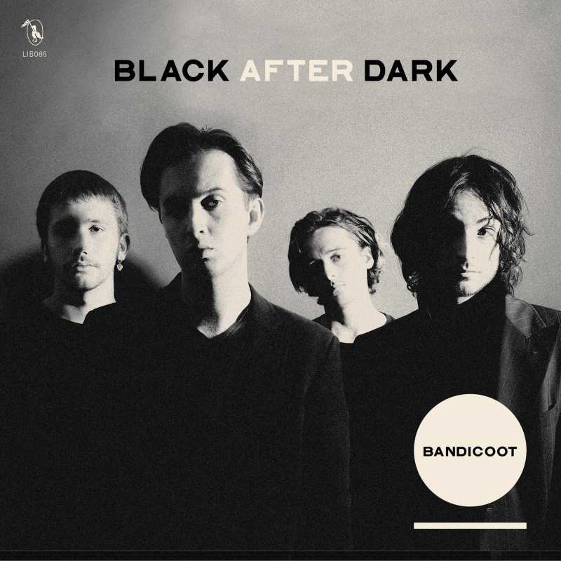Bandicoot Black After Dark