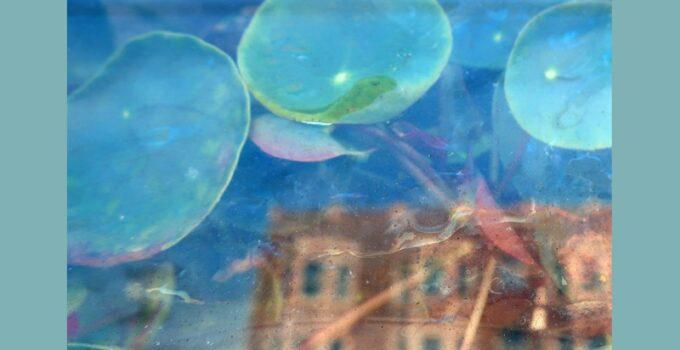 The reds pinks and purples – acknowledge kindness: album review